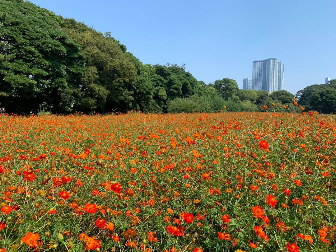 도쿄 하마리큐 은사정원의 계절 꽃밭